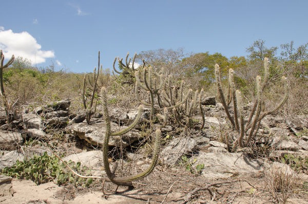 Aprovado em 1º turno projeto que trata sobre a conservação e o uso sustentável da Caatinga